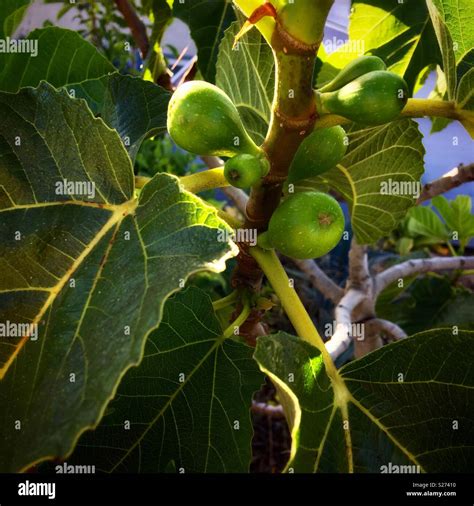 無花果樹|無花果（Ficus carica）